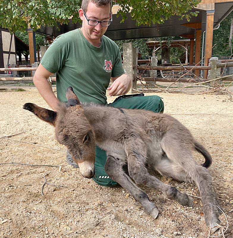 Emil źrebię osła Autor: Zoo Goerlitz Zgorzelec